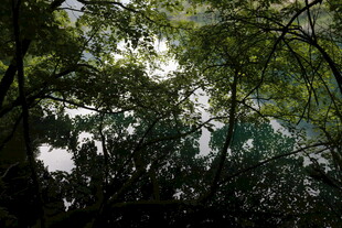 茂密树林中的光影交错