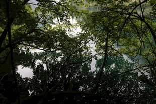 茂密树林中的光影景象