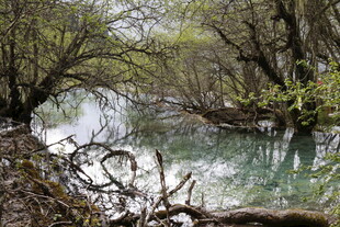山间清溪流 林木伴春色