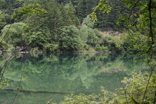 宁静绿湖 岸边葱郁景致
