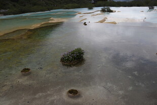 清澈浅滩中的零星绿植