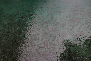 清澈水面下的模糊景象