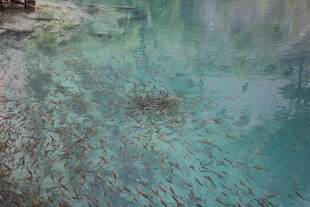 清澈湖底的水草与碎石