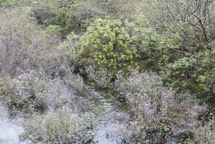 湿地中的繁茂植被景观