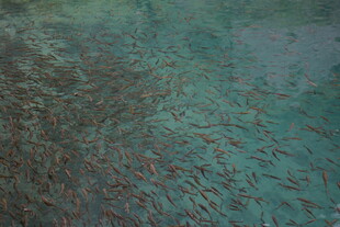 海洋中密集的红色鱼群