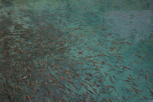 水下成群游弋的小鱼