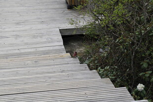 木质栈道旁的绿植景观