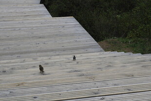 木板路上的几只小鸟