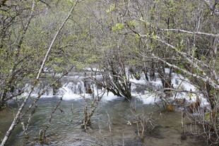 山间溪流穿林而过