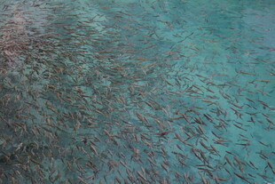 海洋中密集的鱼群景观