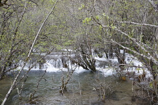 山间溪流穿林而过