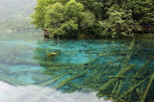 清澈湖底水草与岸边绿树