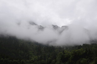 云雾缭绕的山林美景