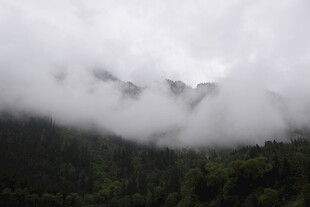 云雾缭绕的山林美景