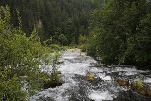 山间溪流 绿意盎然的景致