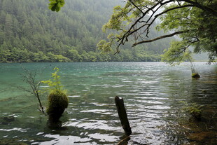 湖畔清幽景 水中枯木静