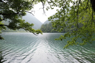 湖畔绿荫下的清澈湖水
