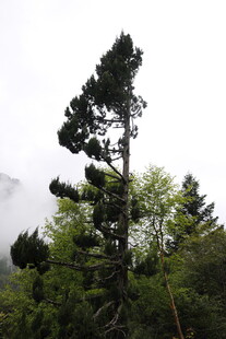 挺拔松树傲立山林间