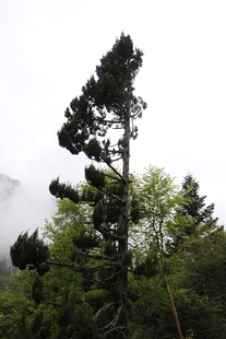 山林中挺拔的高耸松树