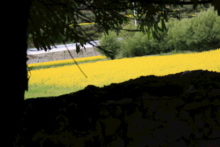 金黄油菜花海风光