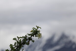 雪山前的翠绿植物