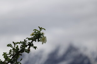 山间花枝与远处雪山