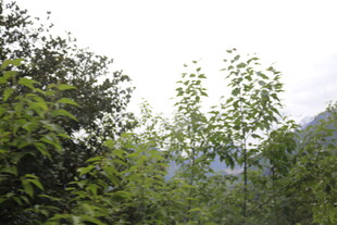 山林间的翠绿树木