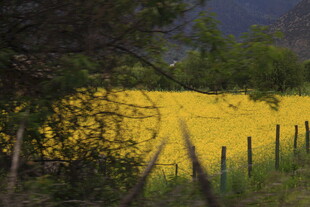 金黄田野与围栏的乡村景致