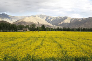 金黄油菜田与远山美景