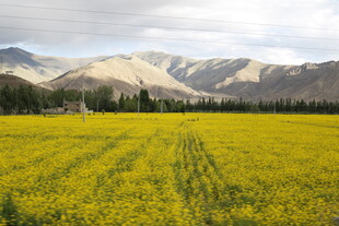 金黄油菜田与远处山峦美景
