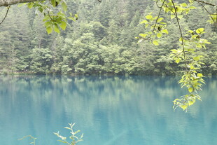 蓝湖翠枝 自然静谧之景
