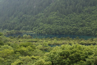 山林葱郁的自然景致