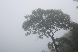 雾中孤树