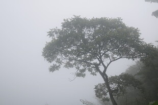 雾中孤树 静谧山林景致