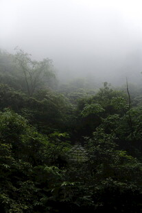 雾中葱郁山林