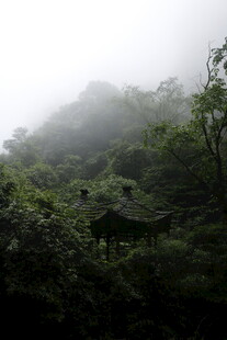 山林迷雾中的神秘景象