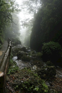 雾中幽谧山林溪流小道