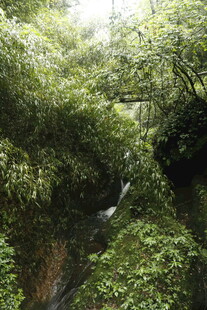 山间绿意盎然的溪流景观