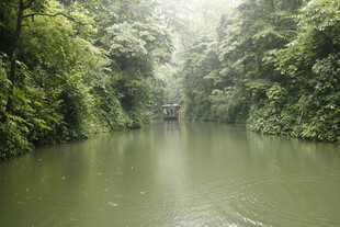 雨林中的静谧河道