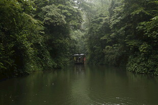雨林中的静谧河道