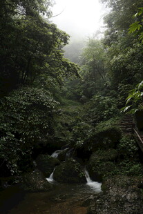 雾中幽森溪流山谷美景