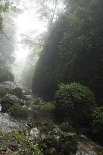 雾中幽谧山林溪流景象