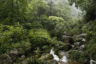山林间的潺潺溪流