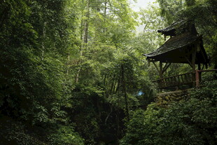雨林中的木质观景亭