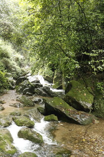 山间溪流 绿意盎然的景致