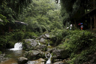 山间溪流旁的绿意景致