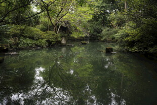 静谧林间溪流景观