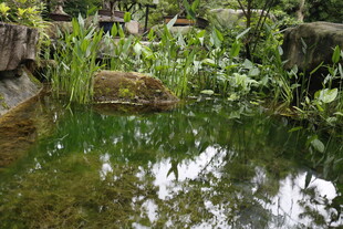 自然风静谧小池塘景观