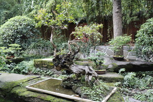日式庭院景观 静谧自然