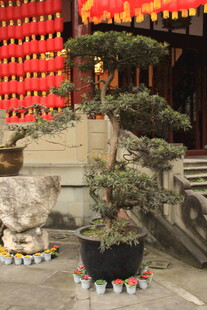 中式庭院盆景景观